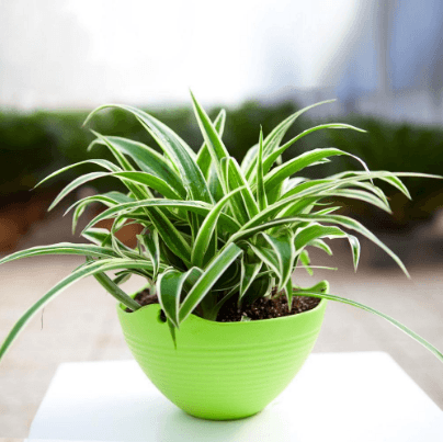 植物可以除甲醛