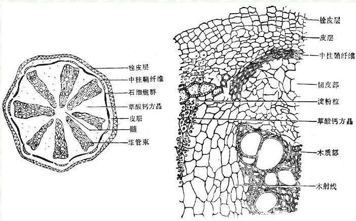 梨的石细胞手绘图注释图片